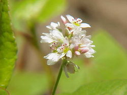 fleur du sarrasin