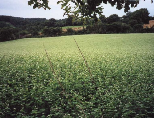 champ de sarrasin